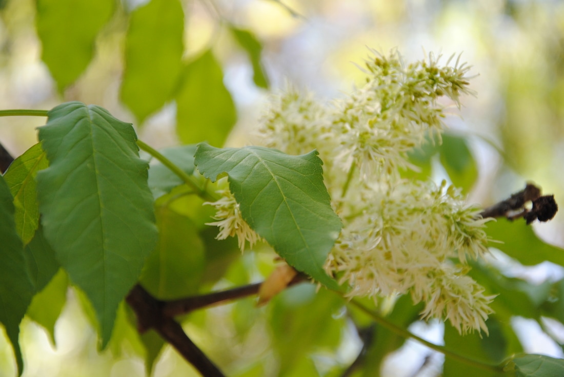 Fraxinus Ornus