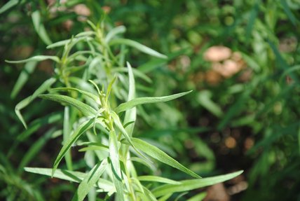 Artemisia Dracunculus L.