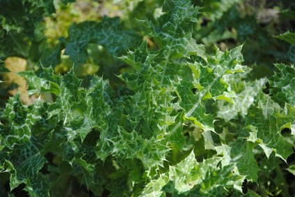 Silybum marianum