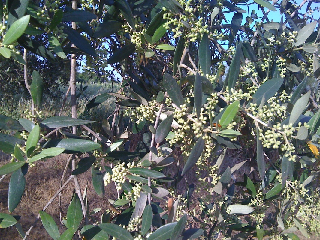 Olea Europea L.Infiorescenza