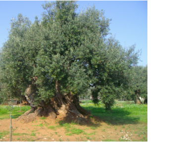 Olea Europea L.