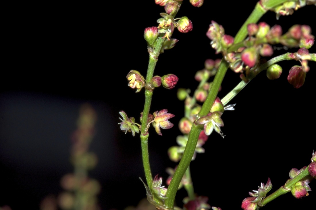  Polygonaceae